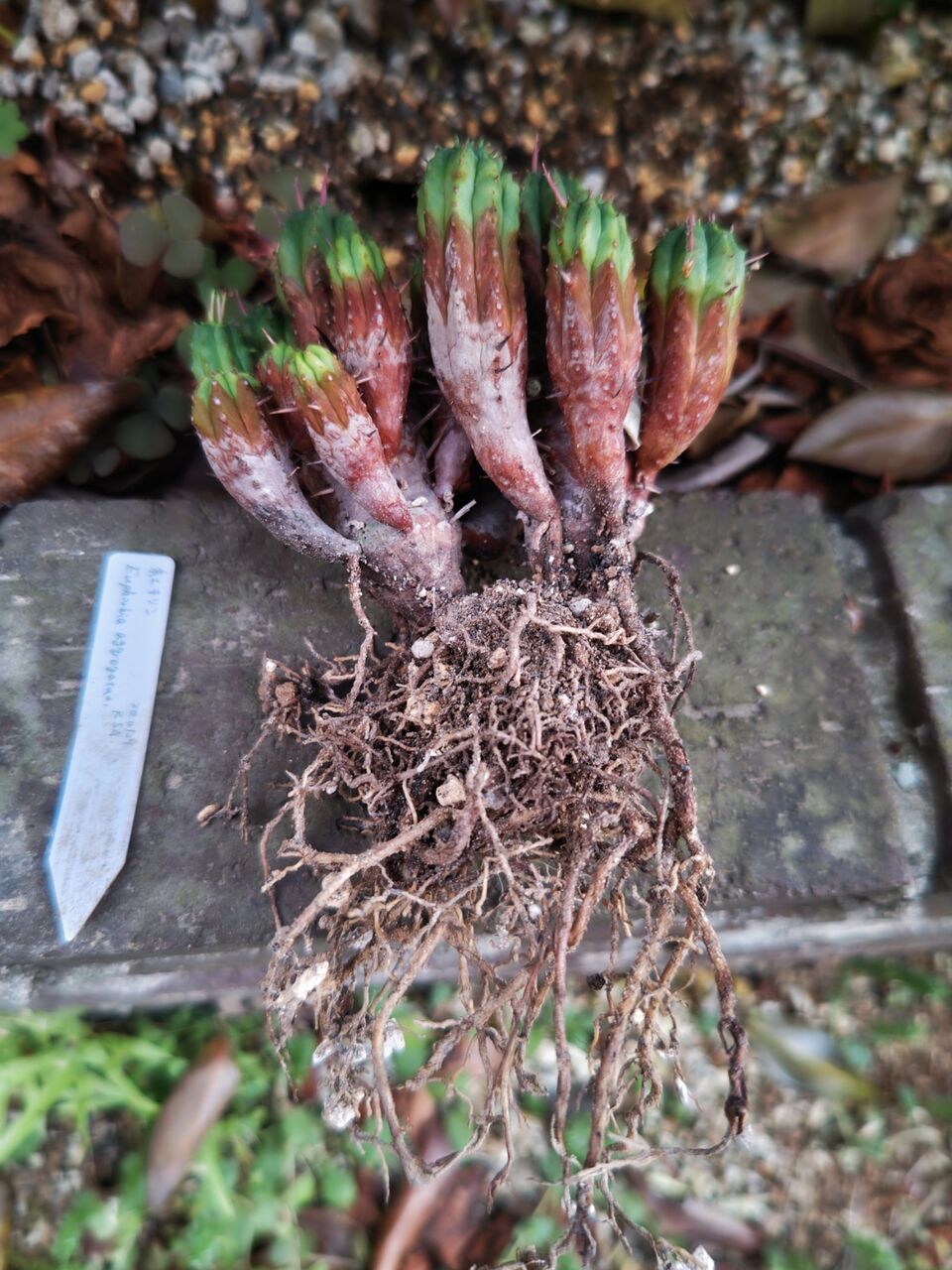 多肉植物の植え替え⑭(2024年5月) : ユーフォルビア・オベサ