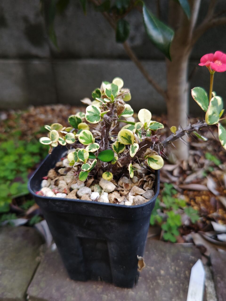 多肉植物の植え替え⑥(2026年4月) : ユーフォルビア・オベサ・ドットコム