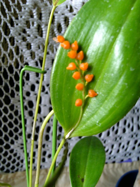 プレウロサリス1