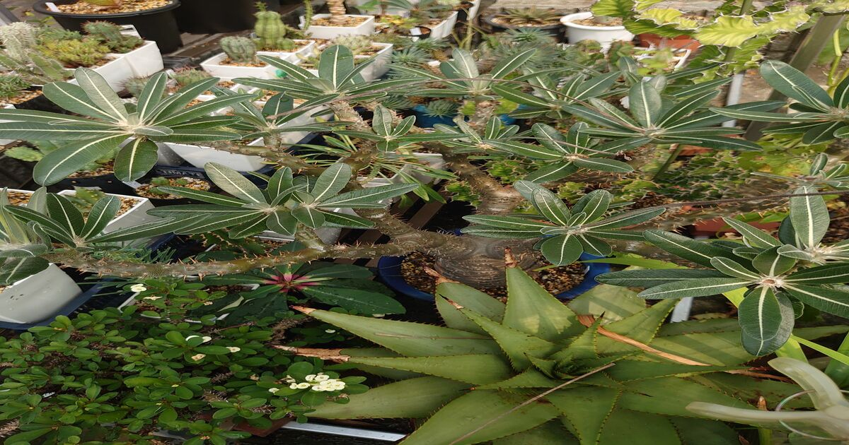 ❣️多肉植物 ユーフォルビア オベサ 大株 雄❣️ オールド】特大 ユーフォルビア・オベサ Euphorbia obesa - HANS