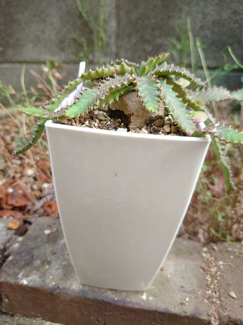 植え替え、その⑯(2023年4月) : ユーフォルビア・オベサ・ドットコム 植え替え、その⑯(2023年4月) : ユーフォルビア・オベサ・ドットコム