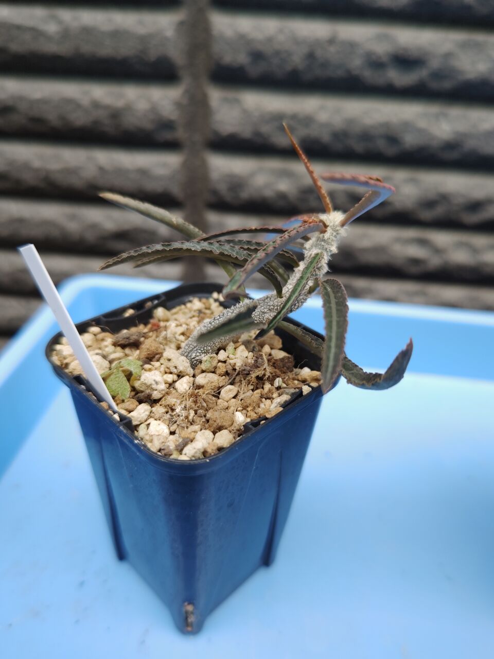 ユーフォルビア モラティー 実生 これさえ見れば失敗しない