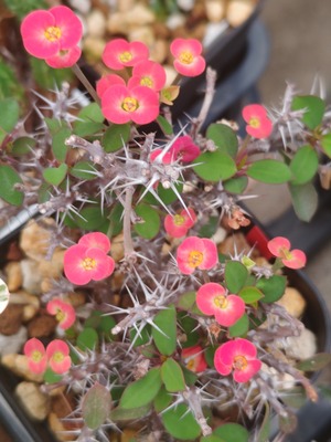 260606082753514