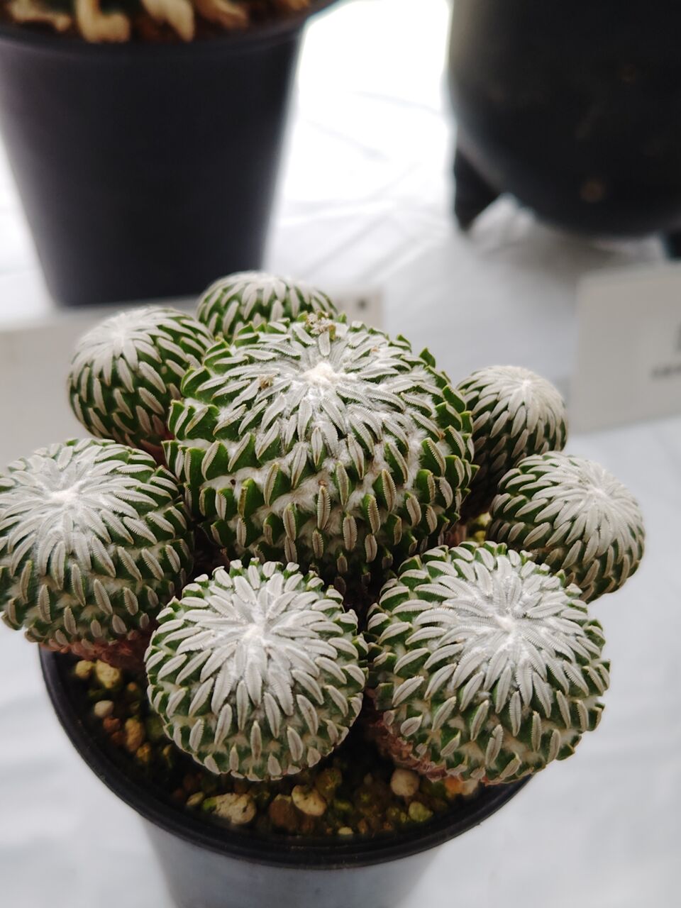 JSS・サボテン・多肉植物展へ②(2025年10月16日) : ユーフォルビア