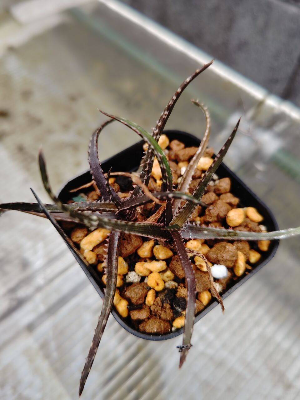 k*m様 ユーフォルビア トム　TOM 8頭　カキコ自根　活着済み k*m様 ユーフォルビア トム TOM 8頭 カキコ自根 活着済み 感謝の