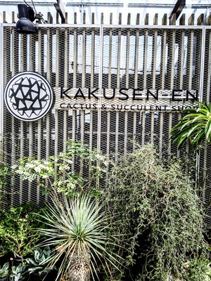 ユーフォルビアオベサ二頭綴化 鶴仙園 srl neighborhood 発根済み