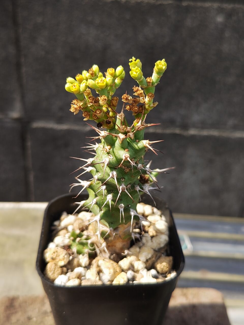 本日の多肉植物142(2025年8月26日) : ユーフォルビア・オベサ・ドットコム