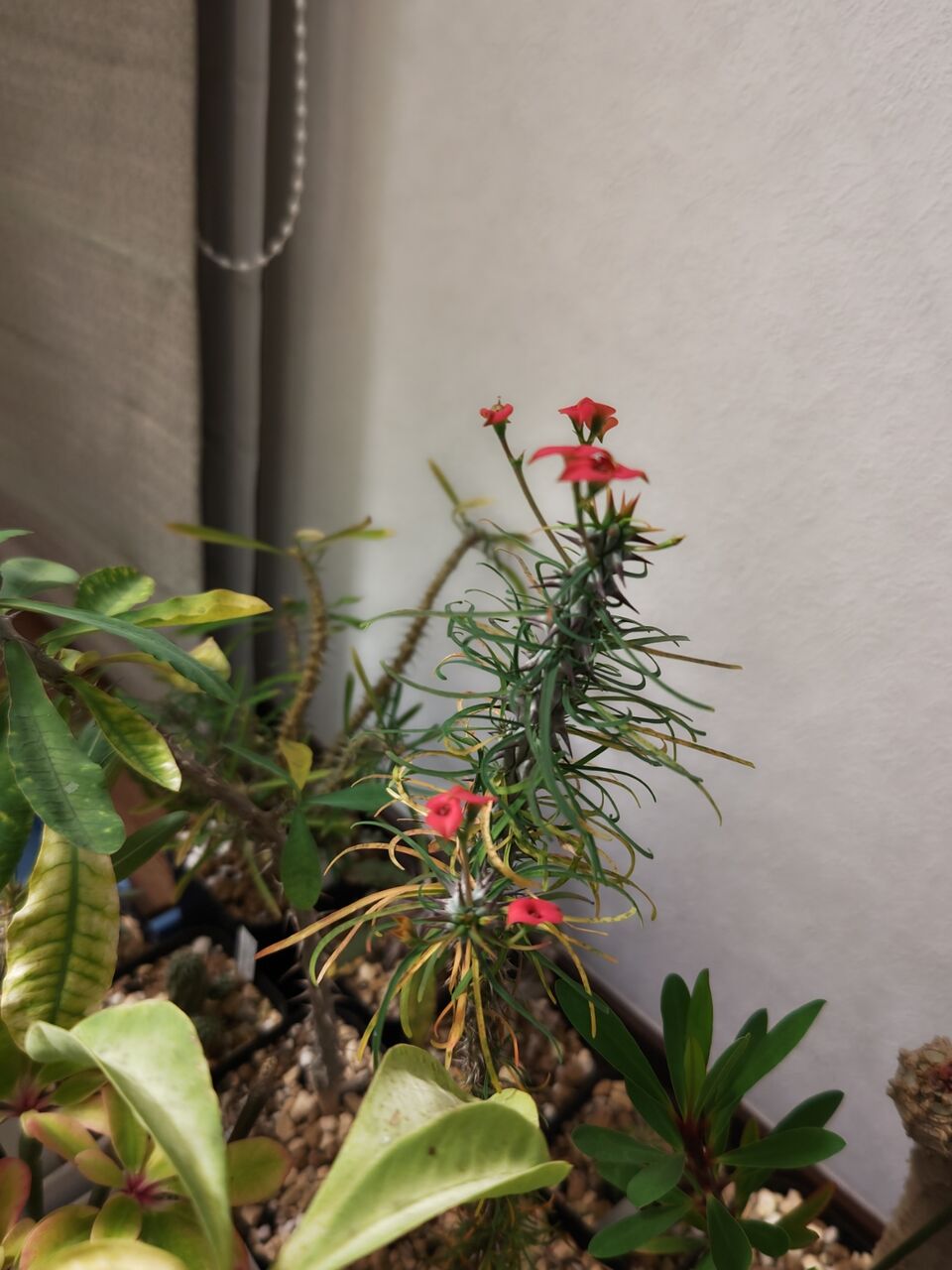 本日の多肉植物93(2024年11月13日) : ユーフォルビア・オベサ 本日の多肉植物93(2024年11月13日) : ユーフォルビア・オベサ