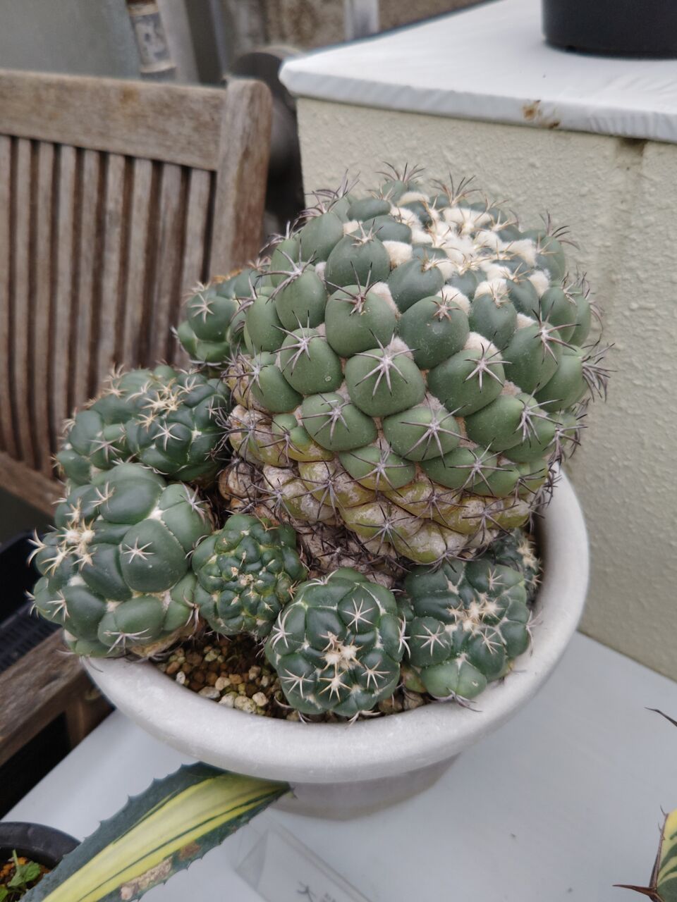 JSS・サボテン・多肉植物展へ②(2025年10月16日) : ユーフォルビア