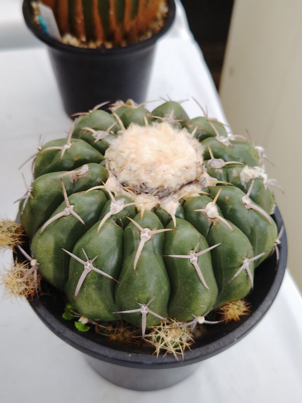 よしにゃあ　スピラリス　柱サボテン　アガベ　ユーフォルビア よしにゃあ スピラリス 柱サボテン アガベ ユーフォルビア よしにゃあ