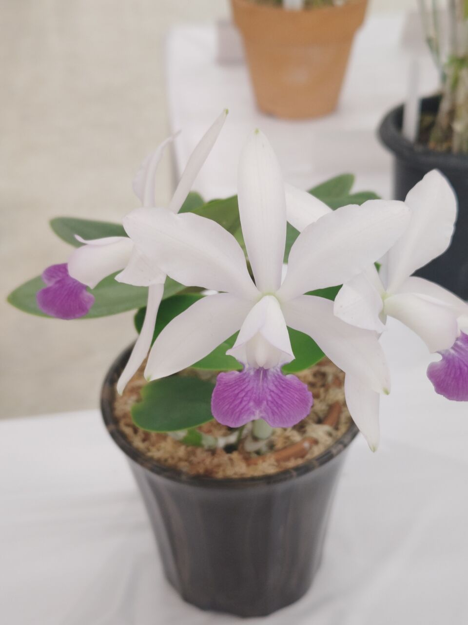 サンシャインシティ世界の蘭展2026へ②(2026年1月) : ユーフォルビア