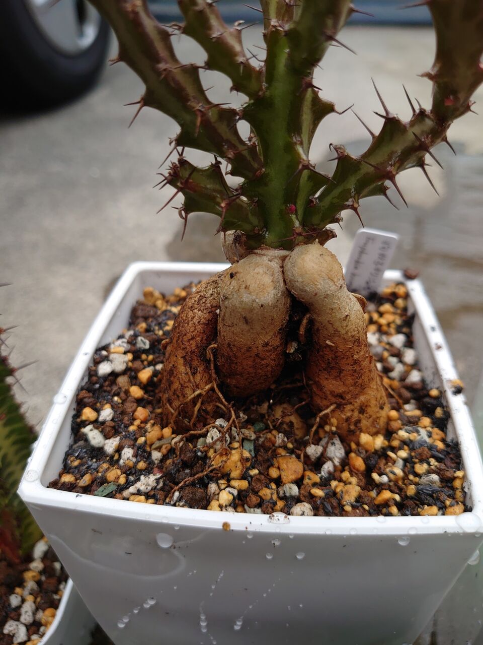 多肉植物：ユーフォルビア 鉄甲丸*M 塊根幅3.5cm : 遊恵盆栽