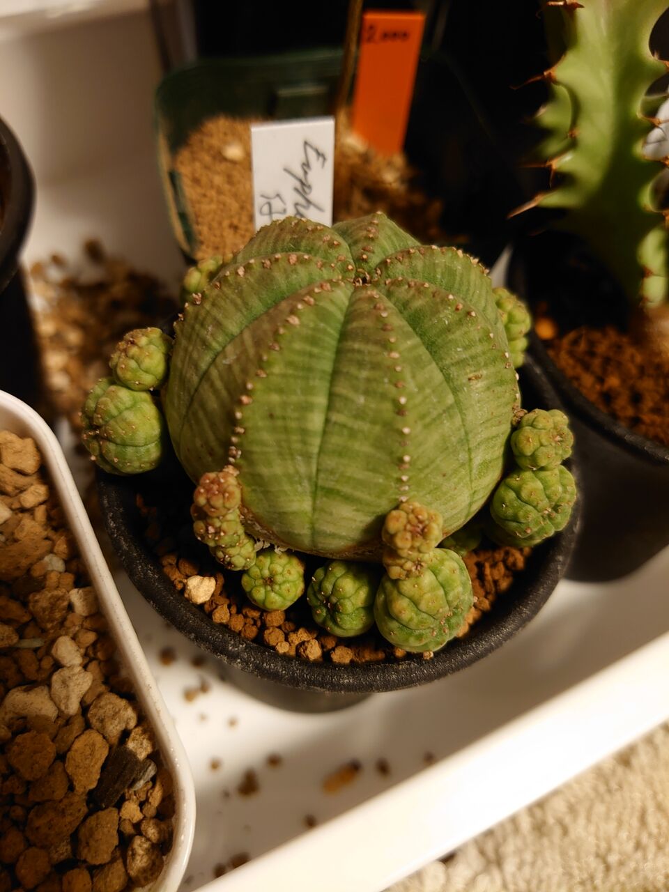 ユーフォルビア・オベサ・ドットコム - 木更津Cactus ユーフォルビア・オベサ・ドットコム - 木更津Cactus