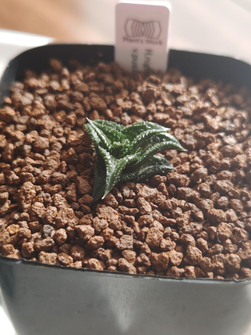 鶴仙園のイベントに行ってきた!(2025年11月22日) : ユーフォルビア