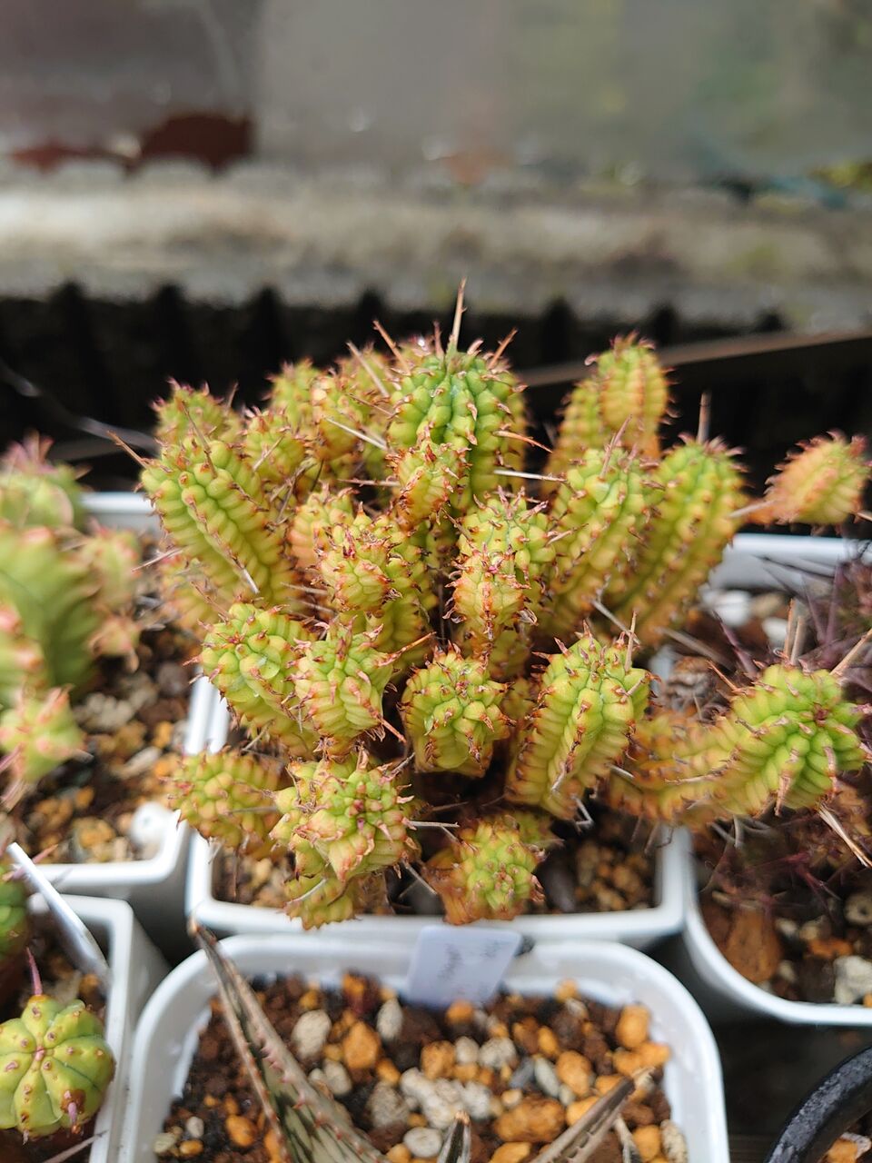 Hiromi様確認用キリン多肉植物 ユーフォルビア キリンドリフォリア 筒葉ちび花キリン 塊根