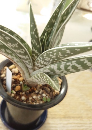 多肉植物 ハオルチア 珍しい火鳳凰錦 完璧錦 新入荷 7cm鉢 鉢そのまま発送-