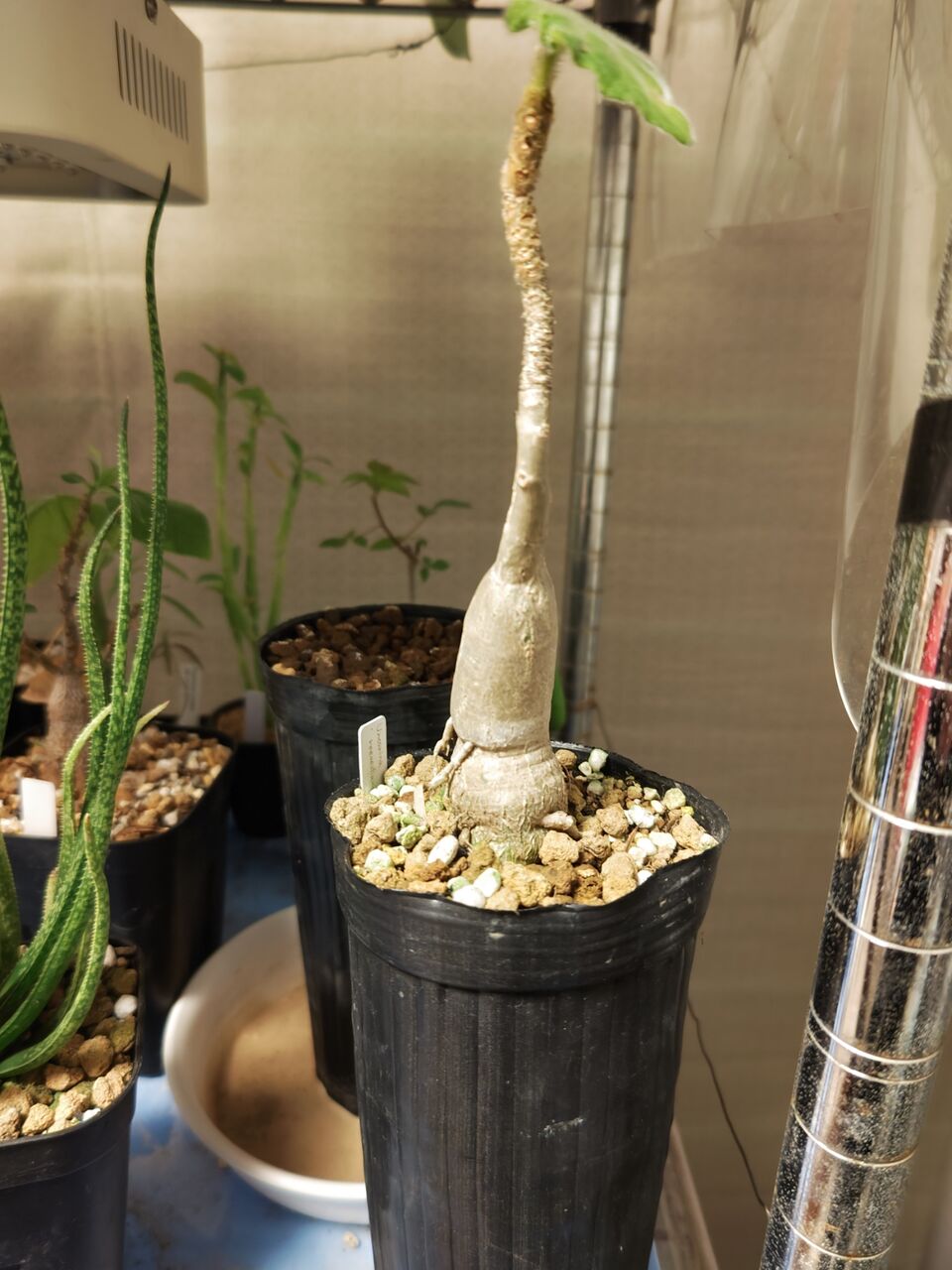 本日の多肉植物93(2024年11月13日) : ユーフォルビア・オベサ 本日の多肉植物93(2024年11月13日) : ユーフォルビア・オベサ