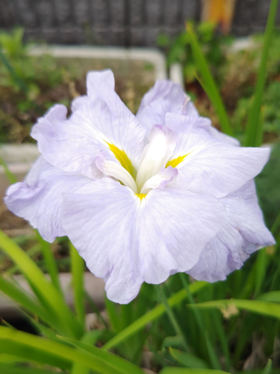 多肉植物の植え替え21(2026年5月) : ユーフォルビア・オベサ・ドットコム