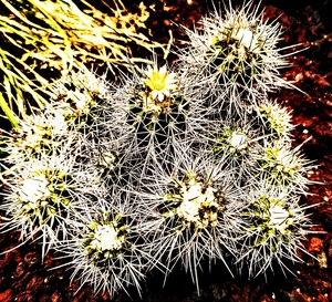 サボテン　19種 楽天市場】柱サボテン（鬼面角：ぶちぶち） 10号 プラスチック苗