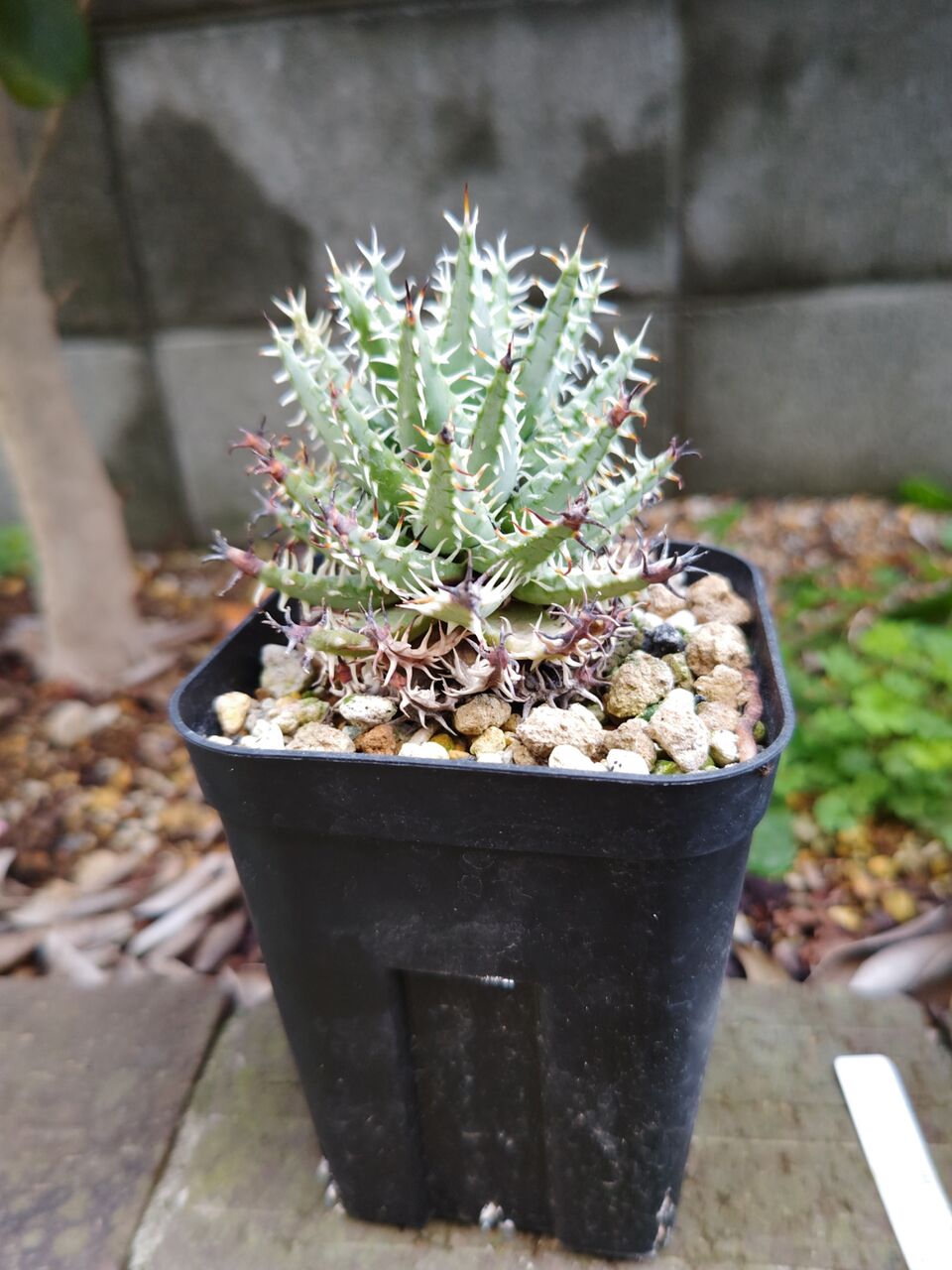多肉植物の植え替え⑥(2026年4月) : ユーフォルビア・オベサ・ドットコム