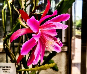 サボテンページ 最新のサボテン科の分類④(2025) : ユーフォルビア・オベサ