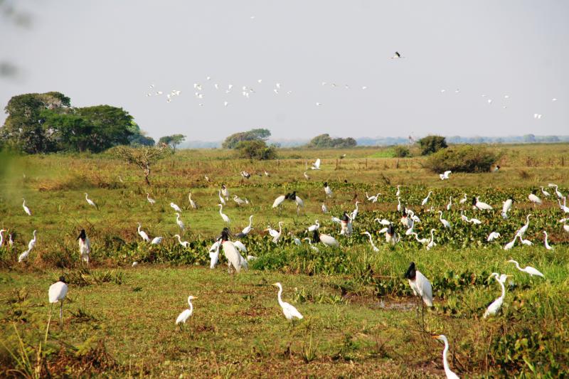 ユーラシア旅行社で行く ブラジル パンタナール大湿原ツアー ユーラシア旅行社の海外旅行情報