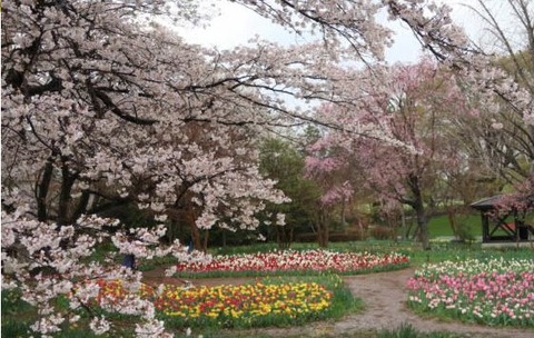 2023.03.28 昭和記念公園