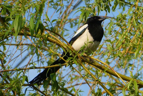 magpie-4150638_1280 (1)