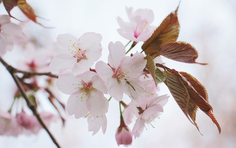 japanese-cherry-trees-2193226_1920 (1)