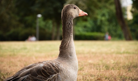 goose-4480772_1920 (1)