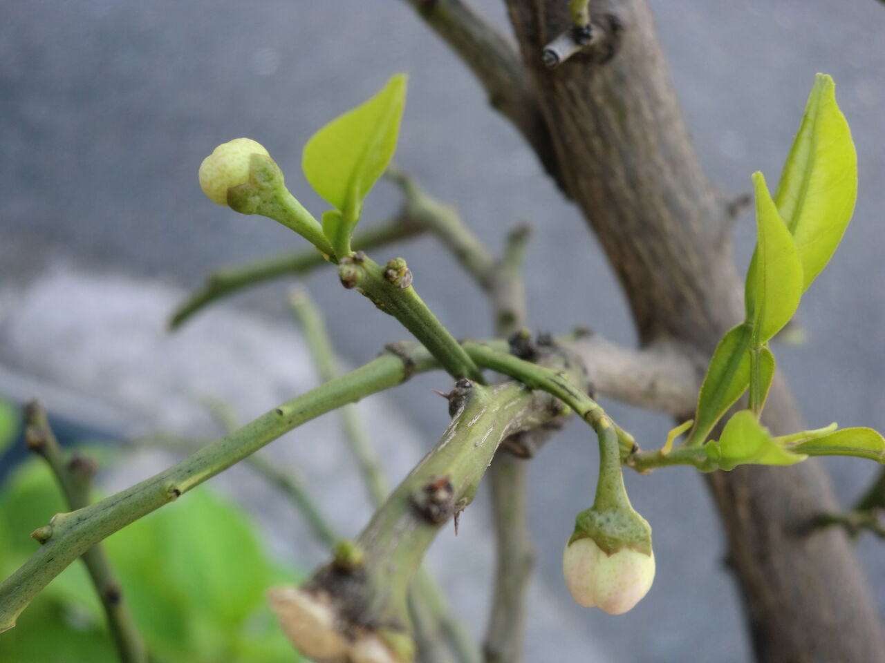 カボスに蕾がつきました なんとなく鉄ちゃん カボスに蕾がつきました なんとなく鉄ちゃん