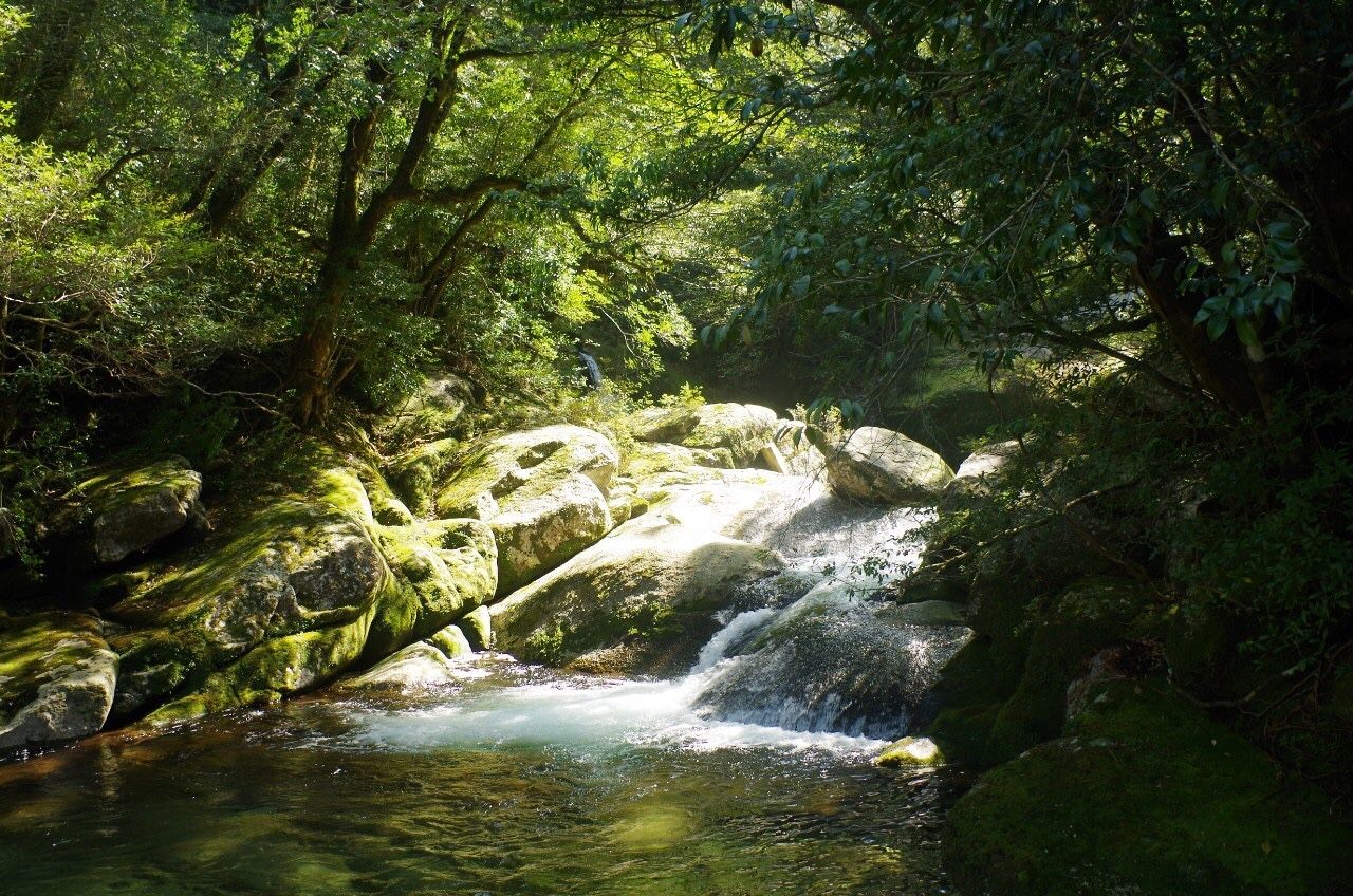 屋久島行ってきました 19 愛媛大学ワンダーフォーゲル部記