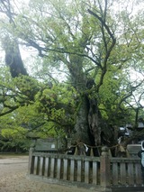 SH3J0069