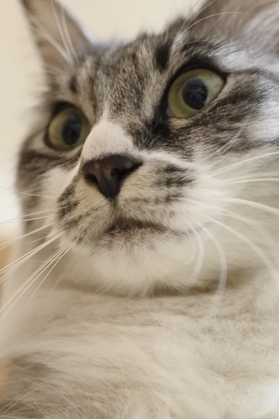 ヨハネ クラウザー 世 猫とふたり暮らし Evaとaiaiの日常