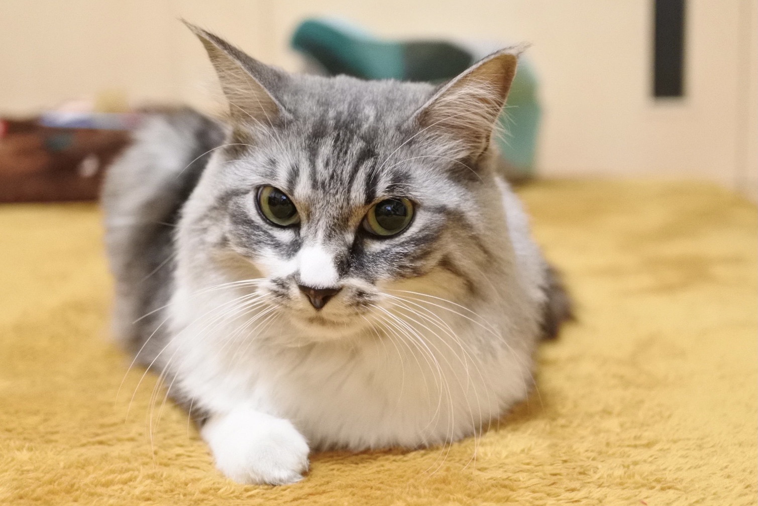 香箱の中身 猫とふたり暮らし Evaとaiaiの日常