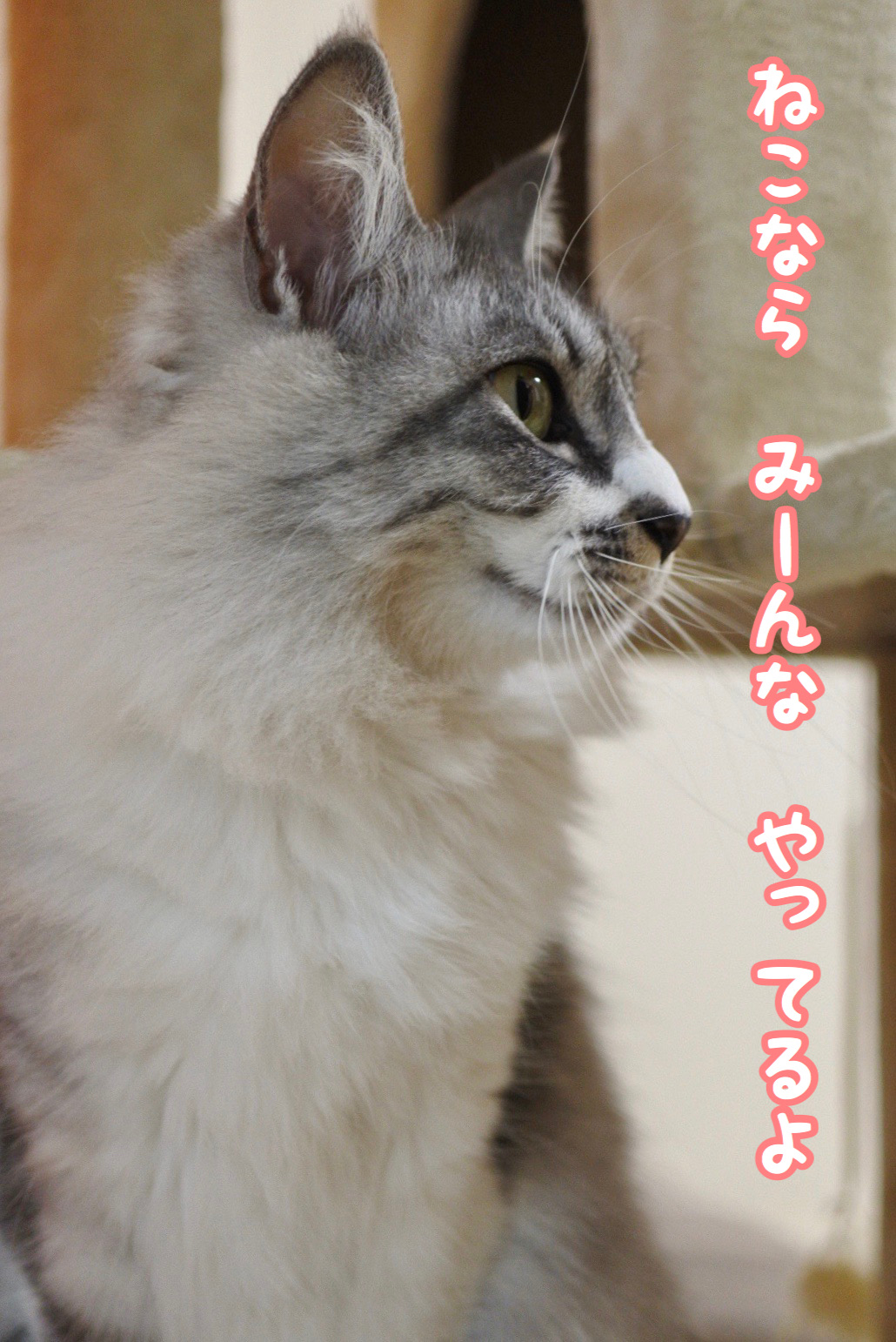 猫ならみんなできること 猫とふたり暮らし Evaとaiaiの日常
