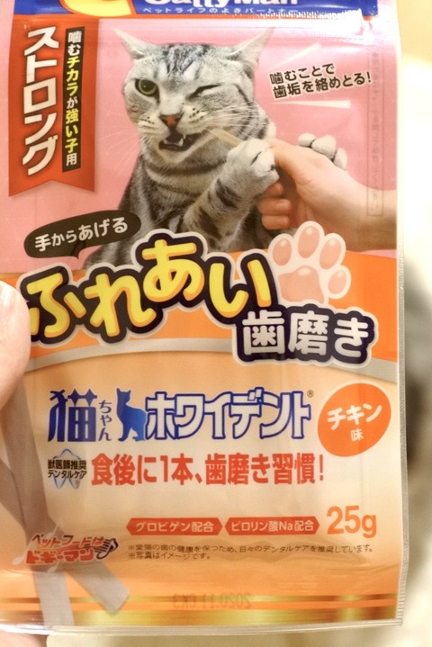 猫だって硬いガムが食べたいのだ! : 猫とふたり暮らし~evaとaiaiの日常~