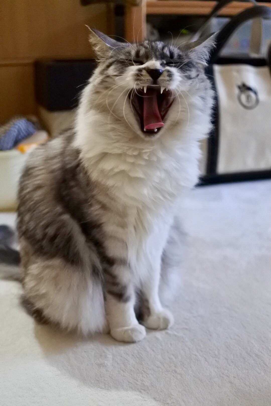 あくびが止まらない 猫とふたり暮らし Evaとaiaiの日常 あくびが止まらない 猫とふたり暮らし Evaとaiaiの日常