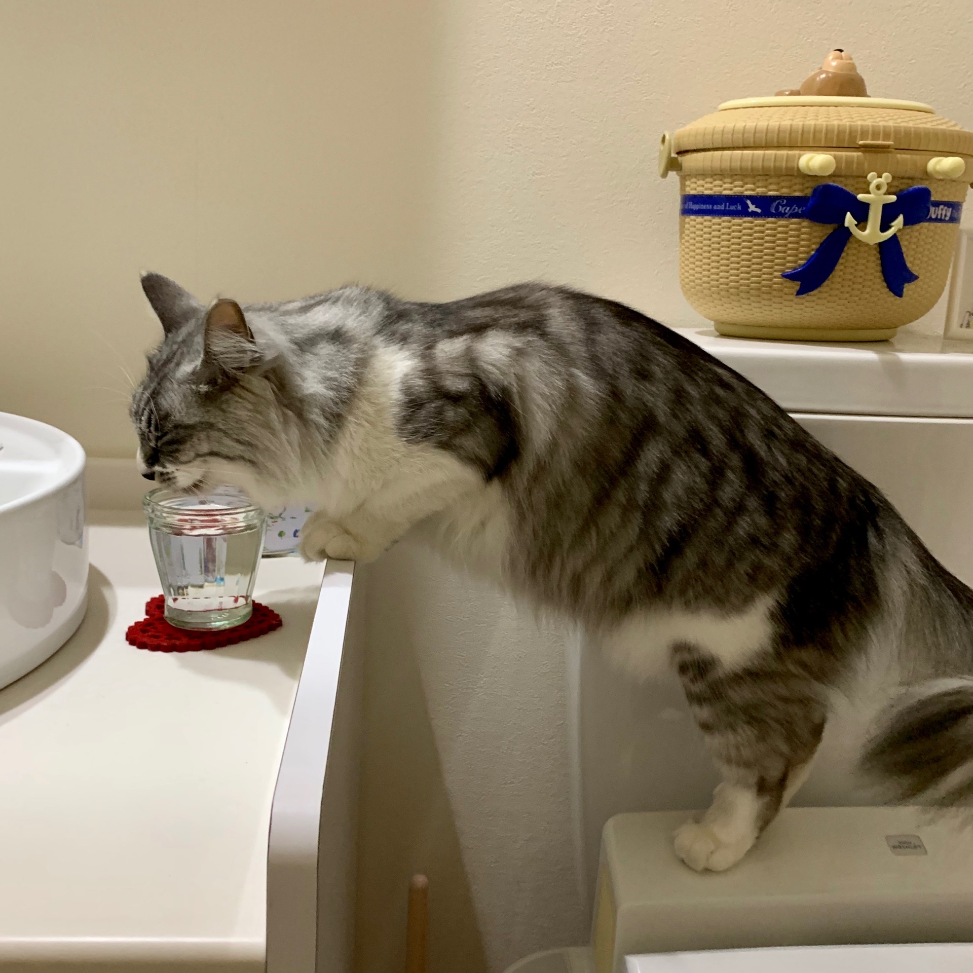 ストルバイトevaちゃん vol.5と水分摂取について : 猫とふたり暮らし 