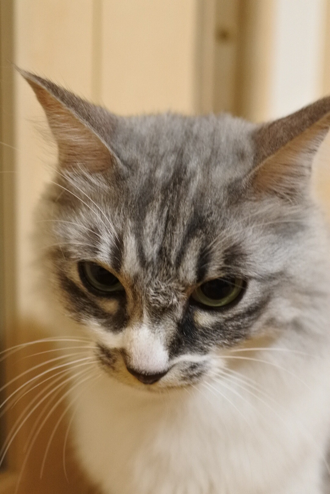寝ぐせじゃないよ 馬好きにもほどがある展 猫とふたり暮らし Evaとaiaiの日常 寝ぐせじゃないよ 馬好きにもほどがある展 猫とふたり暮らし Evaとaiaiの日常