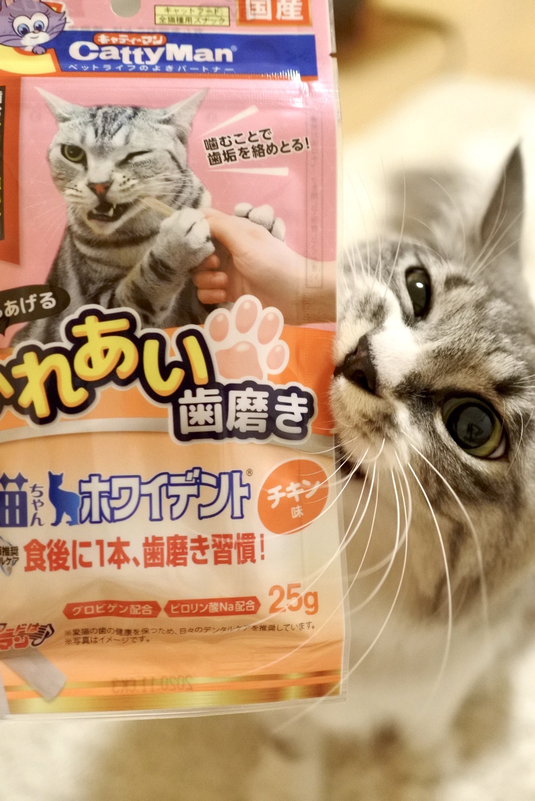 猫だって硬いガムが食べたいのだ！ : 猫とふたり暮らし～evaとaiaiの日常～