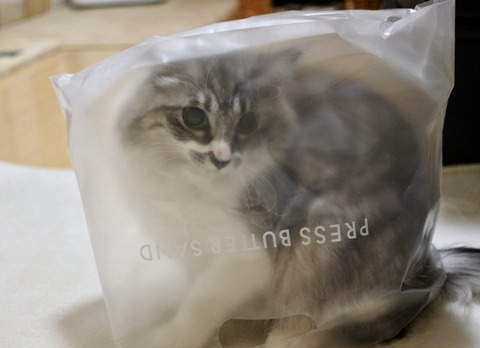 FullSizeRender