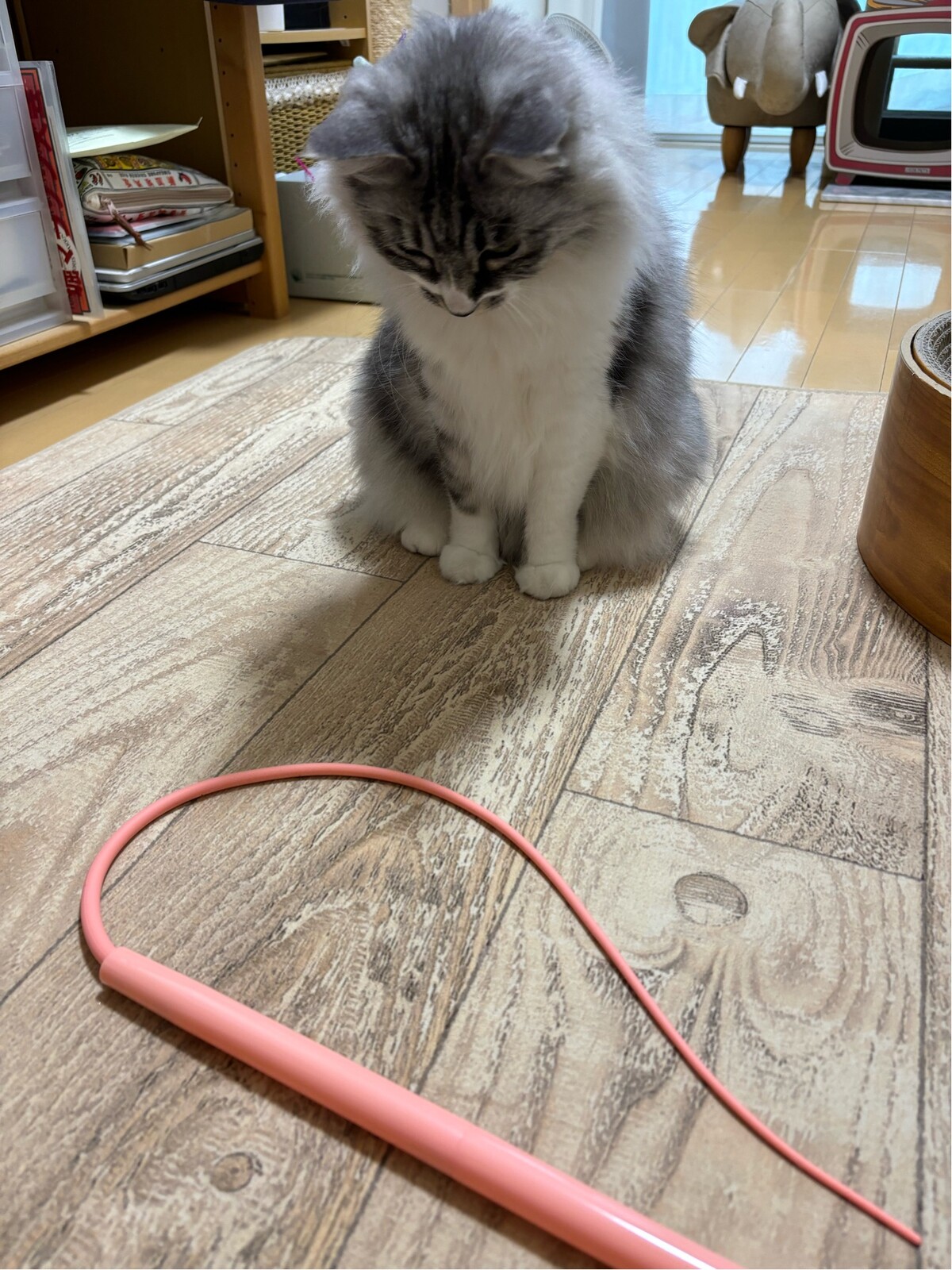 ねずみのしっぽ : 猫とふたり暮らし～evaとaiaiの日常～