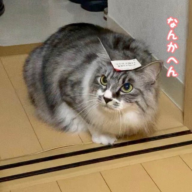 キョンシーeva : 猫とふたり暮らし~evaとaiaiの日常~