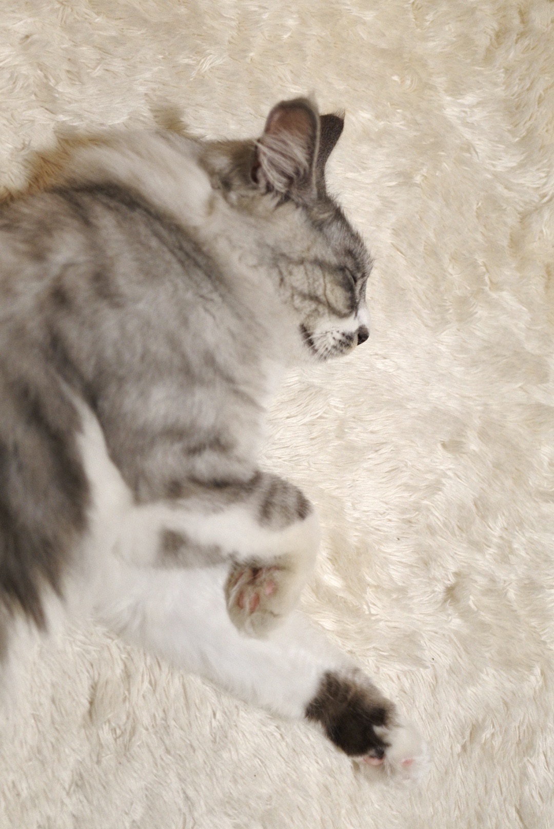 Evaのおいしいもの 猫用グリニーズ 毛玉ケア 猫とふたり暮らし Evaとaiaiの日常