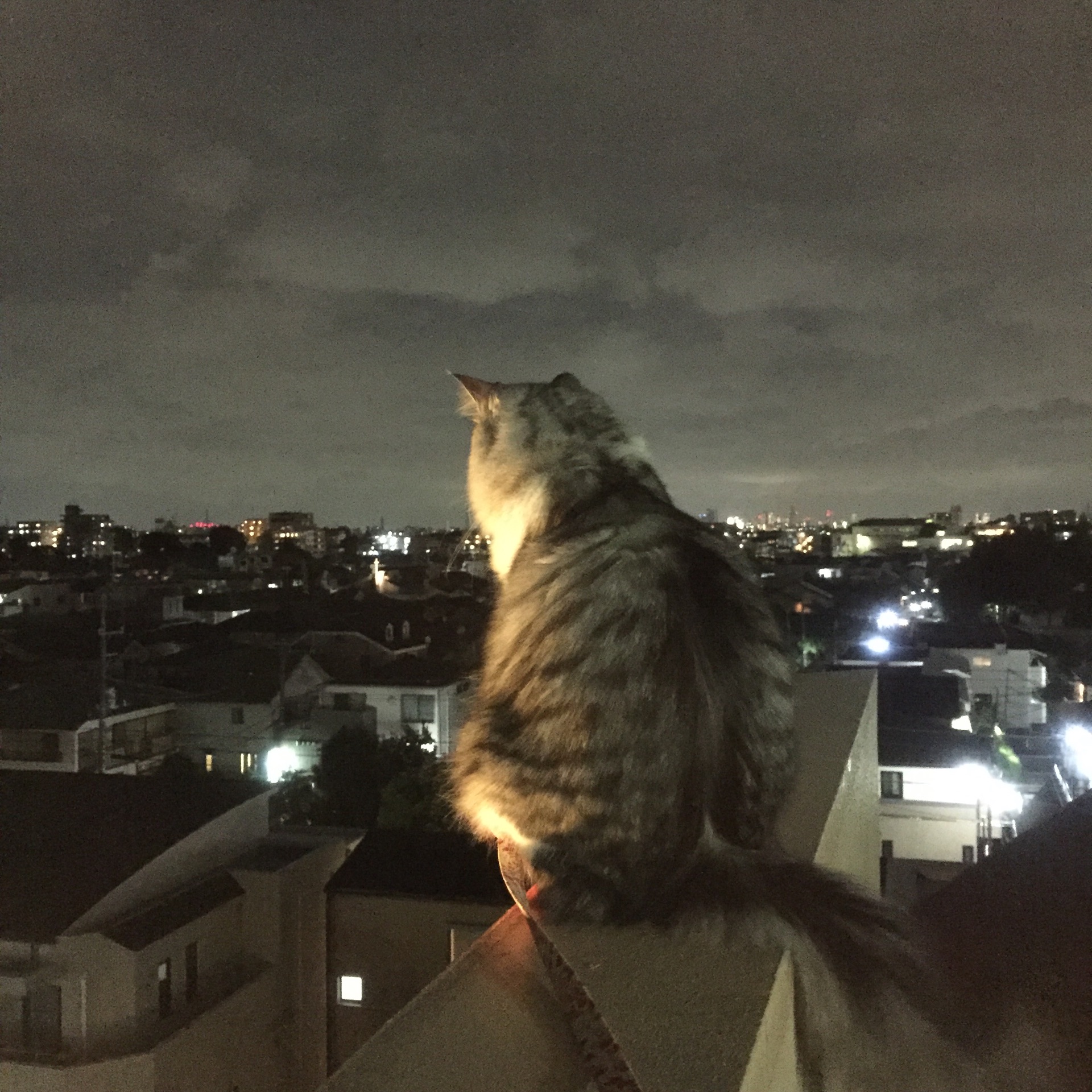 悲惨 弾薬 表示 猫 心霊 写真 Akapera Net 悲惨 弾薬 表示 猫 心霊 写真 Akapera Net