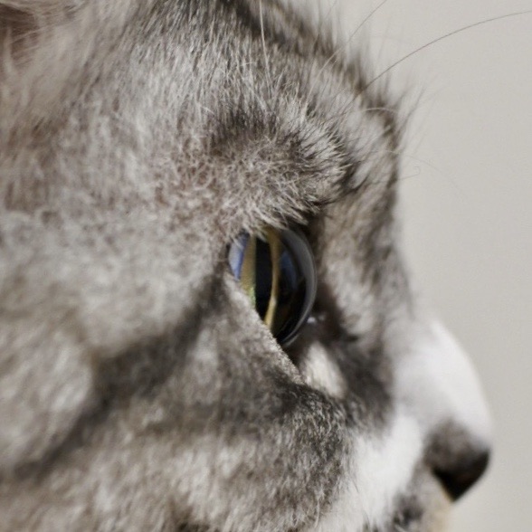 evaのパーツ紹介⑧＜まつげ＞ : 猫とふたり暮らし～evaとaiaiの日常～