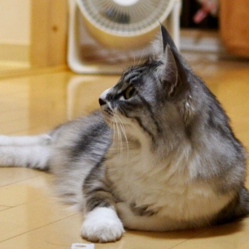 Evaも気になる 大型ネコ科動物の最強は誰か 猫とふたり暮らし Evaとaiaiの日常 Evaも気になる 大型ネコ科動物の最強は誰か 猫とふたり暮らし Evaとaiaiの日常