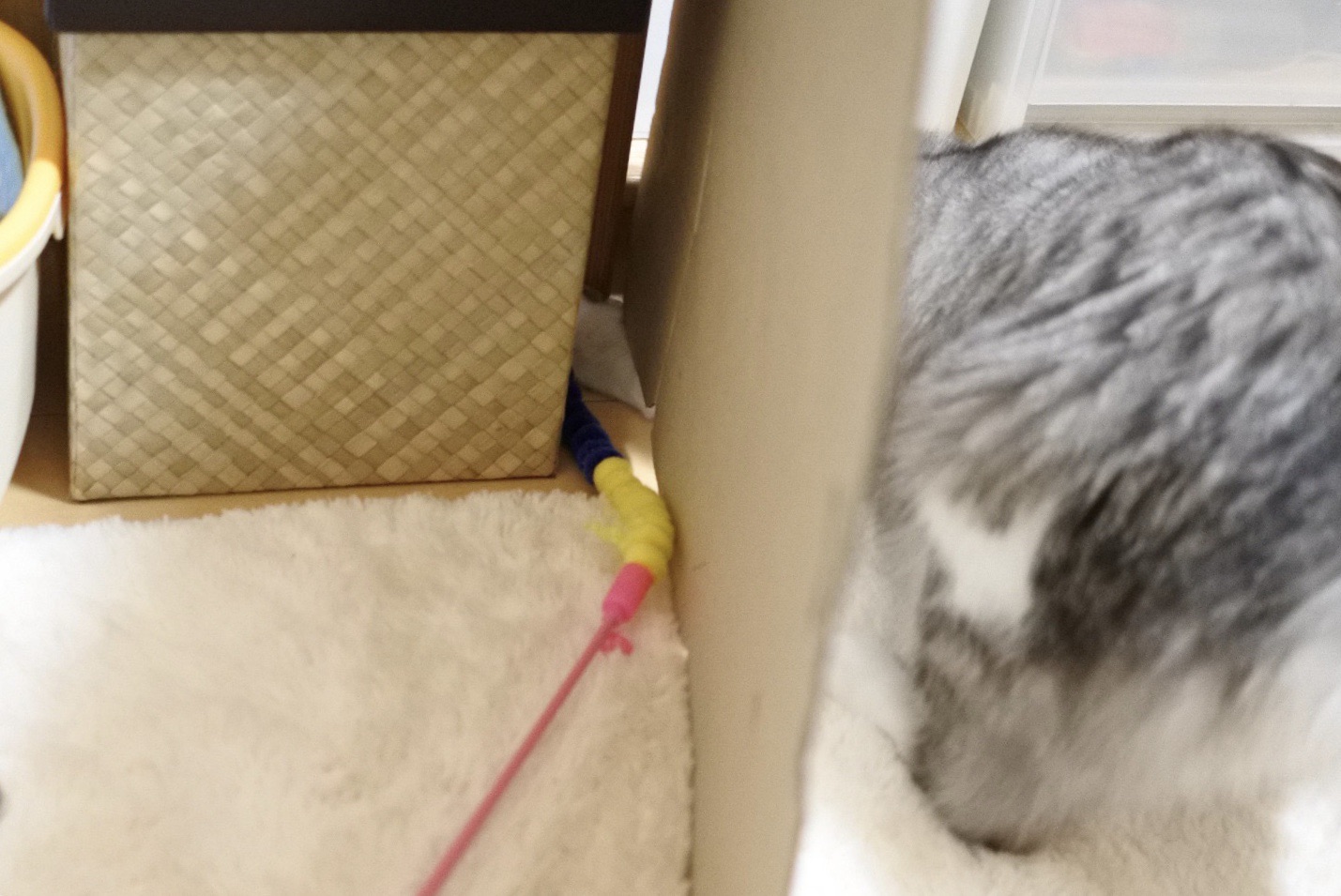 evaは絶対、ペットモニターの死角を計算している! : 猫とふたり暮らし