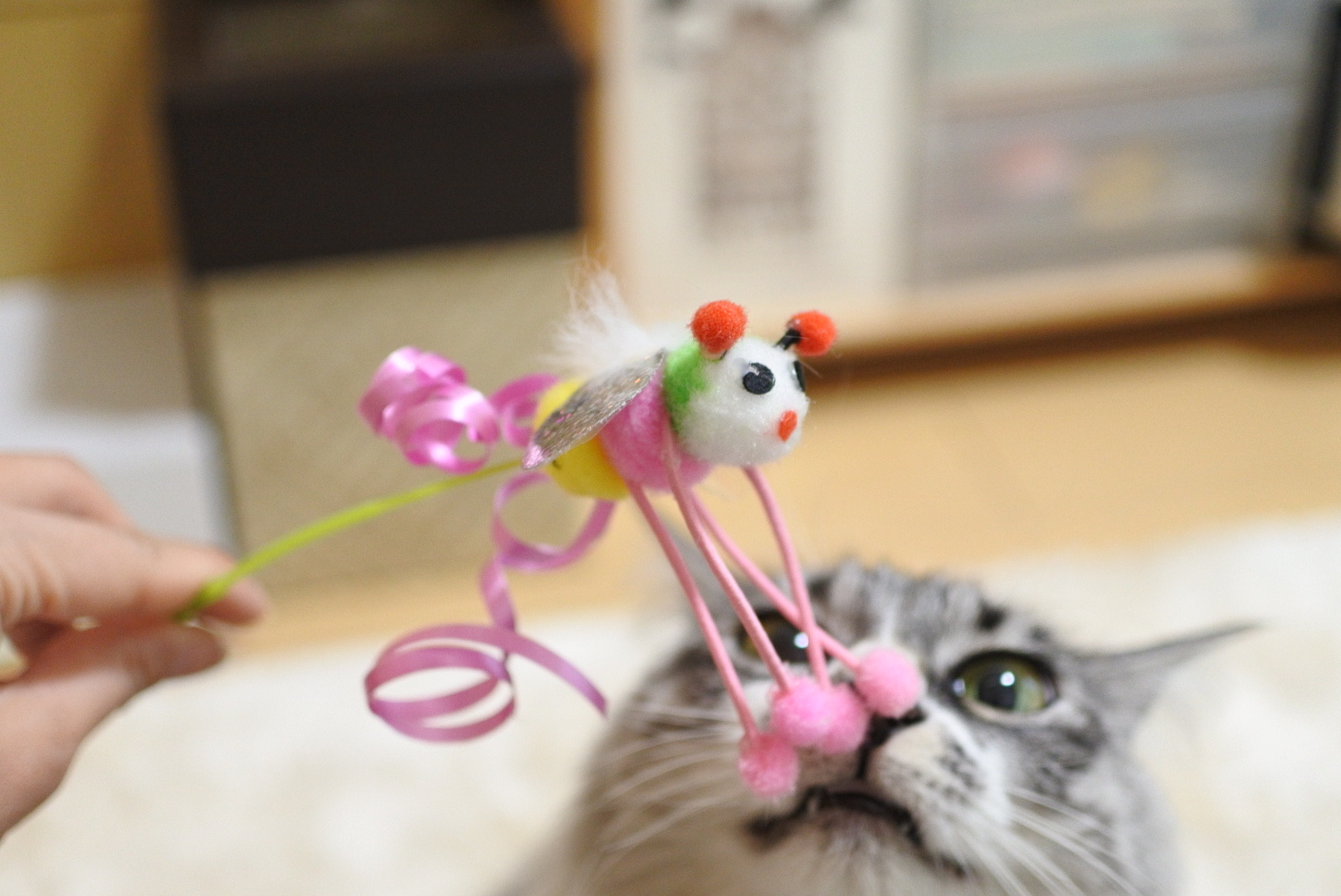 じゃれ猫ブンブン（ミツバチ）』で遊ぼ♪ : 猫とふたり暮らし～evaと
